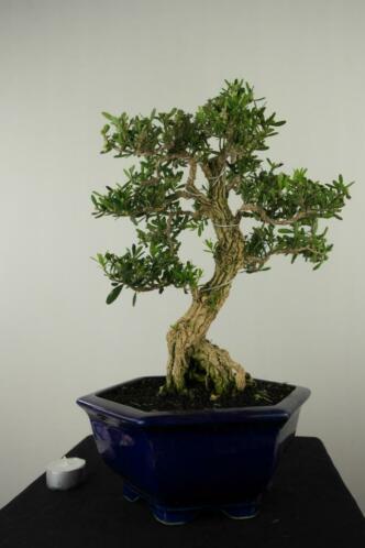 Bonsai Buxus harlandii 40 cm, verfijnd oud boompje nr, 7684