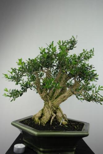 Bonsai Buxus harlandii 40 cm, verfijnde oude boom nr, 7187