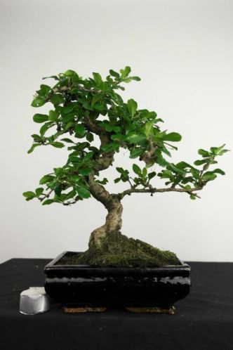 Bonsai Carmona, 34 cm, hele leuke starter, nr. 4049