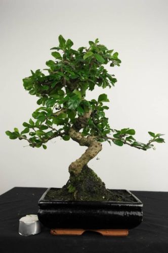 Bonsai Carmona, 39 cm, top starter, nr. 4050