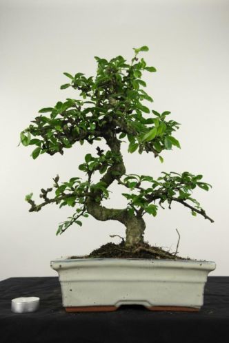 Bonsai Carmona 39cm, super mooie boom betaalbaar, nr 4393