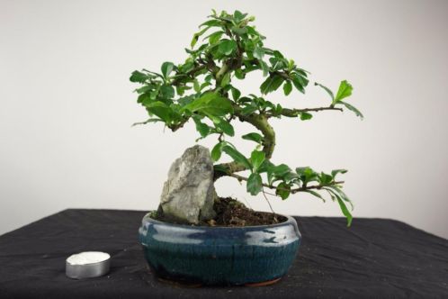 Bonsai Carmona hoogte 26 cm, leuke starters bonsai, nr. 4691