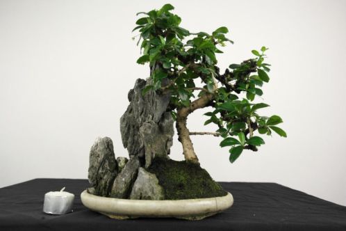 Bonsai Carmona met rots 32cm, nr, 4008