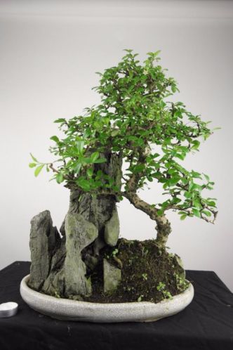 Bonsai Carmona met rotspartij 57cm, nr, 4795 TOPKANS