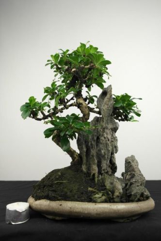 Bonsai Carmona op rots, 30cm, nr, 3923 top starter