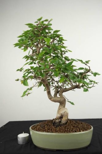 Bonsai Carpinus coreana, 40 cm, mooi Japans boompje,nr. 3007