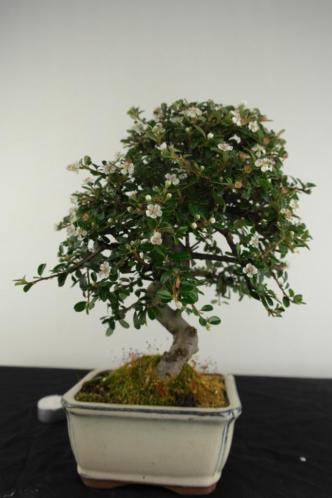 Bonsai Cotoneaster, Dwergmispel 32 cm, nr 6614 PINKSTERSHOW