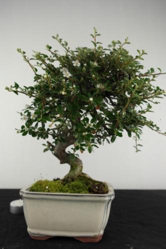 Bonsai Cotoneaster, Dwergmispel 32 cm, nr 6618 PINKSTERSHOW