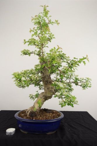 Bonsai Crataegus cuneata 50cm, nr, 4500, herkomst Japan TOP