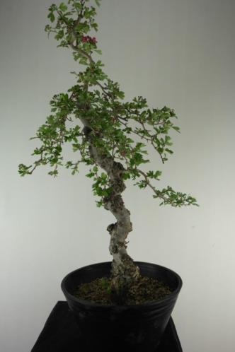 Bonsai Crataegus double red, 80cm, Japnse boom, nr, 7050