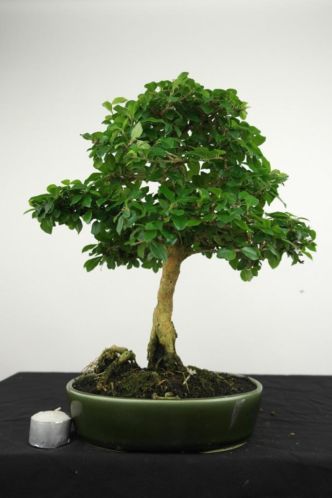 Bonsai Cudrania 37 cm, TOPSTUKJE, nr. 4029