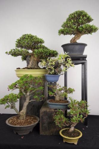 Bonsai DIT WEEKEND GIGA SHOW, Wij zijn uniek in Nederland.