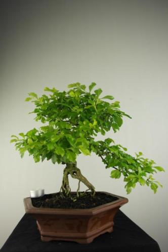 Bonsai Duranta 35 cm, mooi verfijnd boompje, nr, 7171