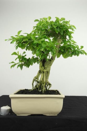 Bonsai Duranta 42cm, mooi verfijnd boompje, nr, 4024