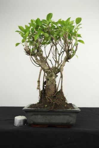 Bonsai Ficus 35 cm, super starter, nr, 4003