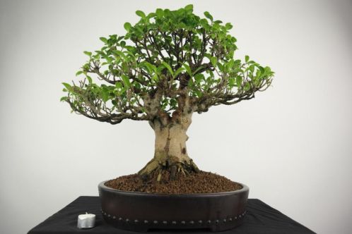 Bonsai Ficus 55cm, TOPKLASSE, nr 4032