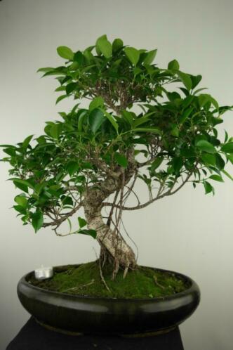 Bonsai Ficus 56cm, mooie forse boom, nr, 7673