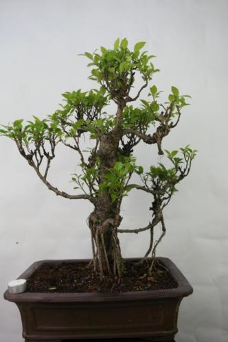Bonsai Ficus 67 cm, fraaie en oude boom, nr, 7102