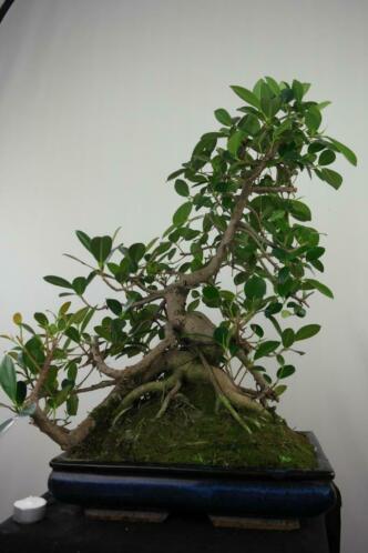 Bonsai Ficus microphylla 65 cm, mooie forse boom, nr, 7683