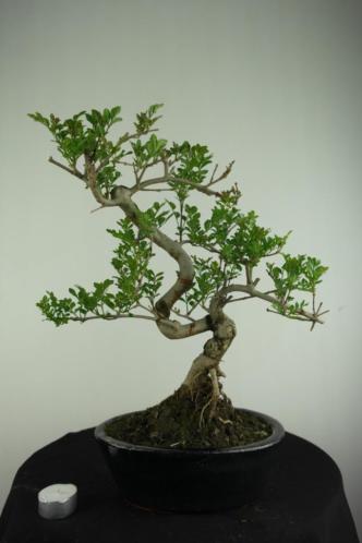 Bonsai Fraxinus 40 cm. voordelig, nr, 6702 Pinkstershow