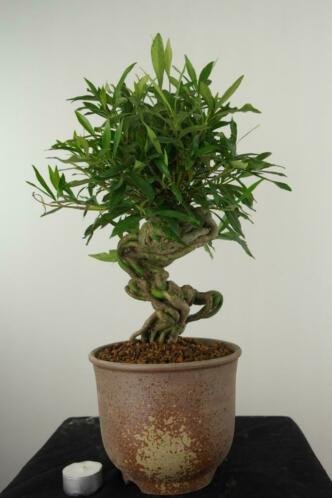 Bonsai Gardenia 42 cm, nr, 7522, Fraai gevormd boompje