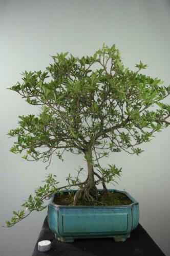 Bonsai Gardenia 59 cm, nr, 7750 , boom met potentie
