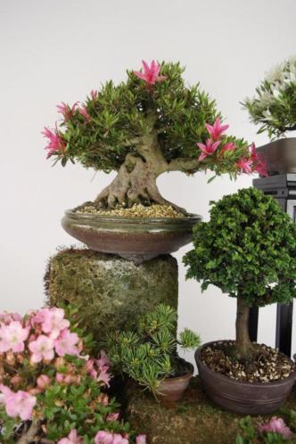 Bonsai Giga zomer uitverkoop, kortingen tot wel 50