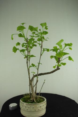 Bonsai Ginkgo biloba, 36cm , nr, 6306 Bonsai Pinkstershow