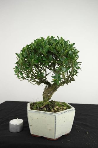 Bonsai Ilex, 26 cm,leuke starters bonsai voor buiten, nr3679