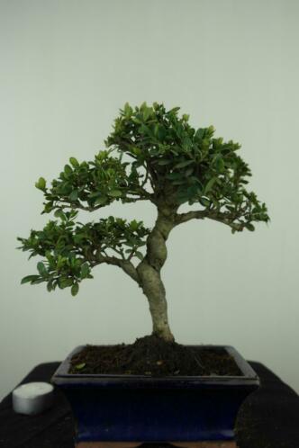 Bonsai Ilex 28 cm, leuke starters boom nr, 7567 TOPKANS