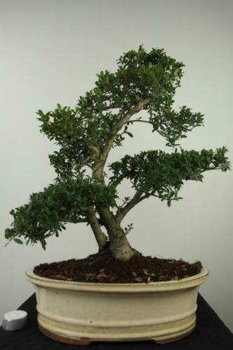 Bonsai Ilex 50 cm, mooie forse boom, nr, 7744 TOPKANS