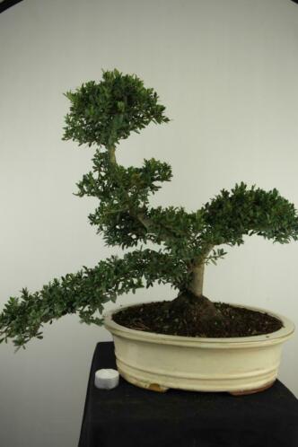 Bonsai Ilex 51 cm, mooie forse boom, nr, 7742 TOPKANS