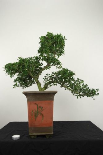 Bonsai Ilex cascade 60cm, TOPKANS, NR, 4263