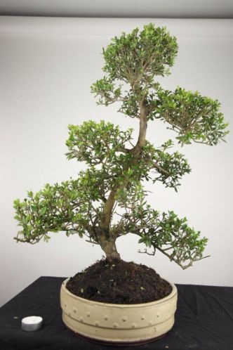 Bonsai Ilex crenata 67cm, nr, 4723 TOPKANS HEEL GOEDKOOP