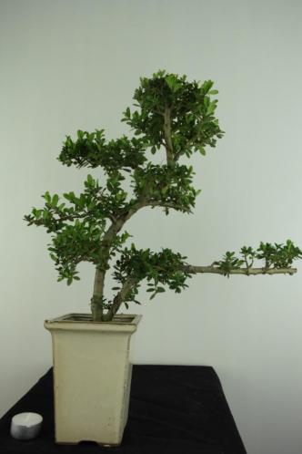 Bonsai Ilex crenata Cascade,45 cm, TOPKANS nr, 6870