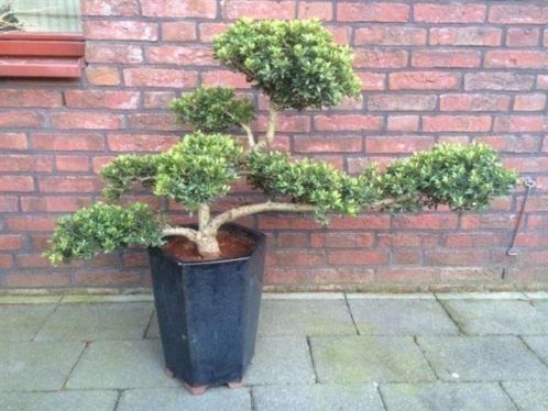 Bonsai Ilex Crenata semi Cascade 90Hx100B