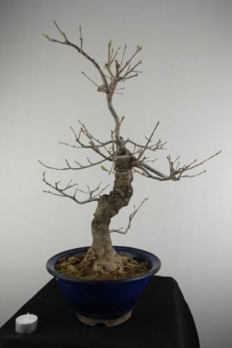 Bonsai Ilex serrata 58 cm, mooie Japanse boom, nr, 6955