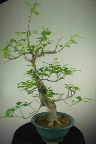 Bonsai Ilex serrata 60 cm, Boom met potentie, nr, 7048