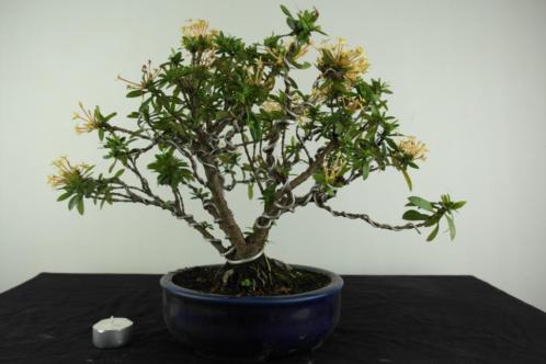 Bonsai Ixora 32 cm, TOP zie je nooit, nr, 6969 