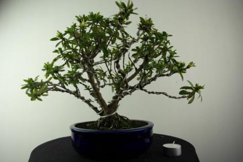 Bonsai Ixora 32 cm, TOPKANS zie je nooit, nr, 6969