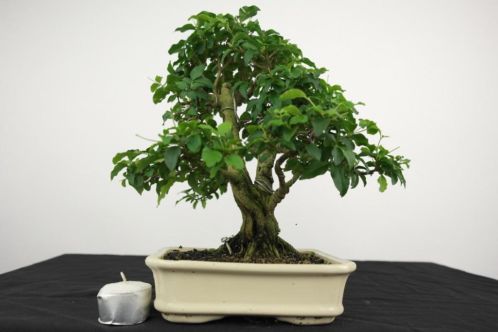 Bonsai Liguster, 27 cm, mooi verfijnde starter, nr 4016