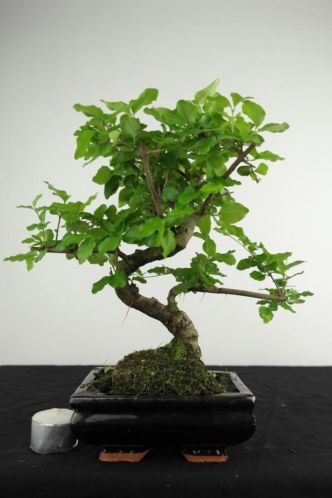 Bonsai Liguster 32cm, TOPPER voor de starter, nr, 3969