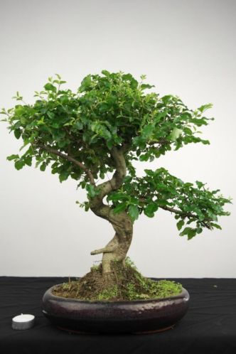 Bonsai Liguster 47 cm, starter topper, nr. 4108