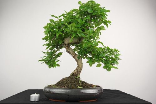 Bonsai Liguster, 49cm, mooie grote starter, nr, 3999