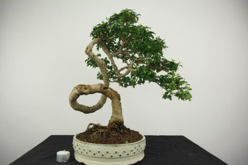 Bonsai Liguster 52 cm, zeer bijzondere boom, TOP, nr, 4031