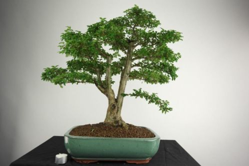 Bonsai Liguster 59cm, zeer verfijnde oude boom, nr, 3995