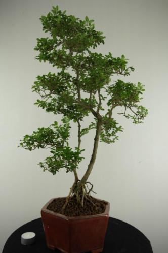 Bonsai Liguster 63 cm, mooie verfijnde boom, nr, 6982