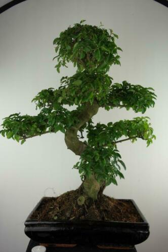 Bonsai Liguster 70 cm. mooie grote boom, nr, 7498 TOPKANS