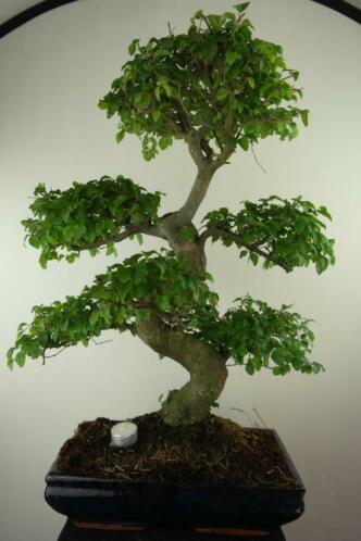 Bonsai Liguster 70 cm. mooie grote boom, nr, 7500 TOPKANS