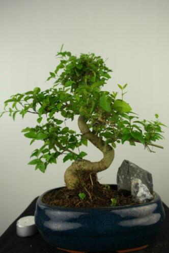 Bonsai Liguster met rots 30 cm, nr, 7631 TOPKANS voordelig